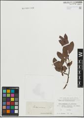 Foto von Salix lapponum L. x Salix silesiaca Willd.